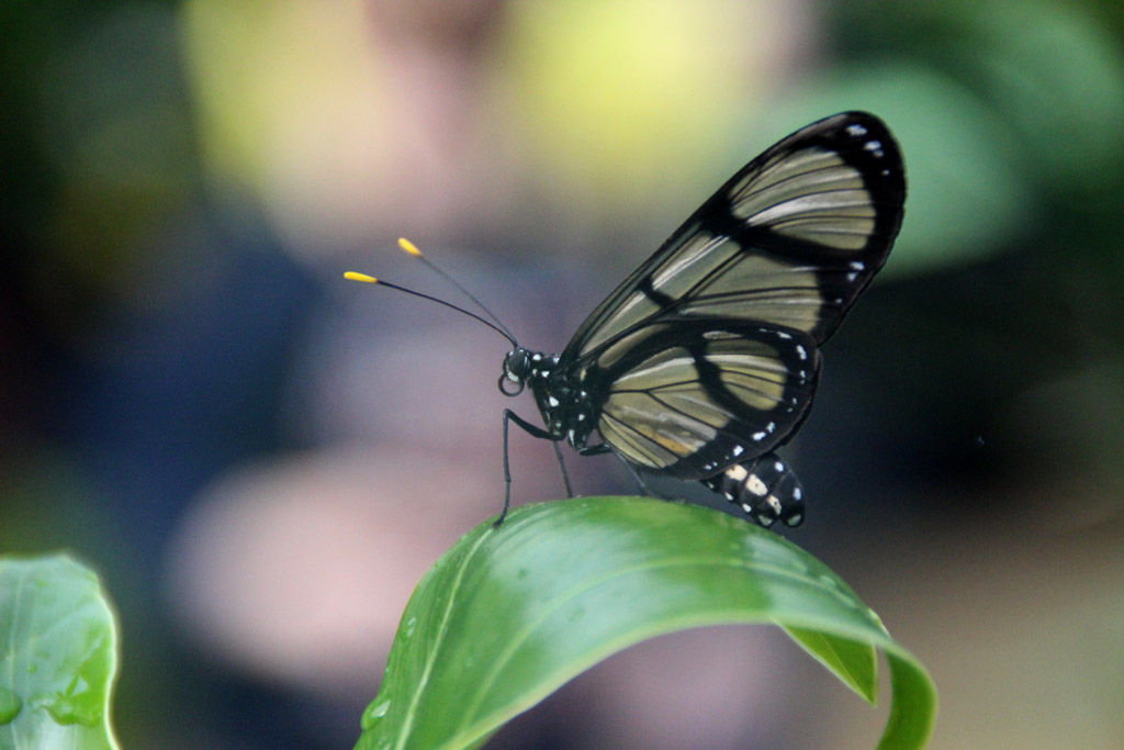 Methona confusa 