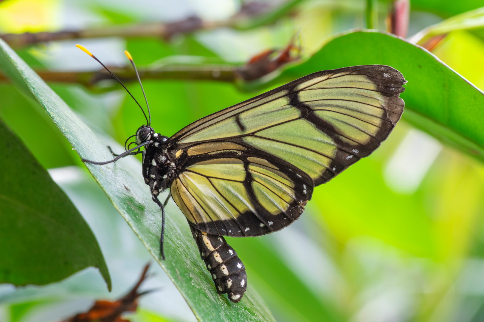 Methona confusa