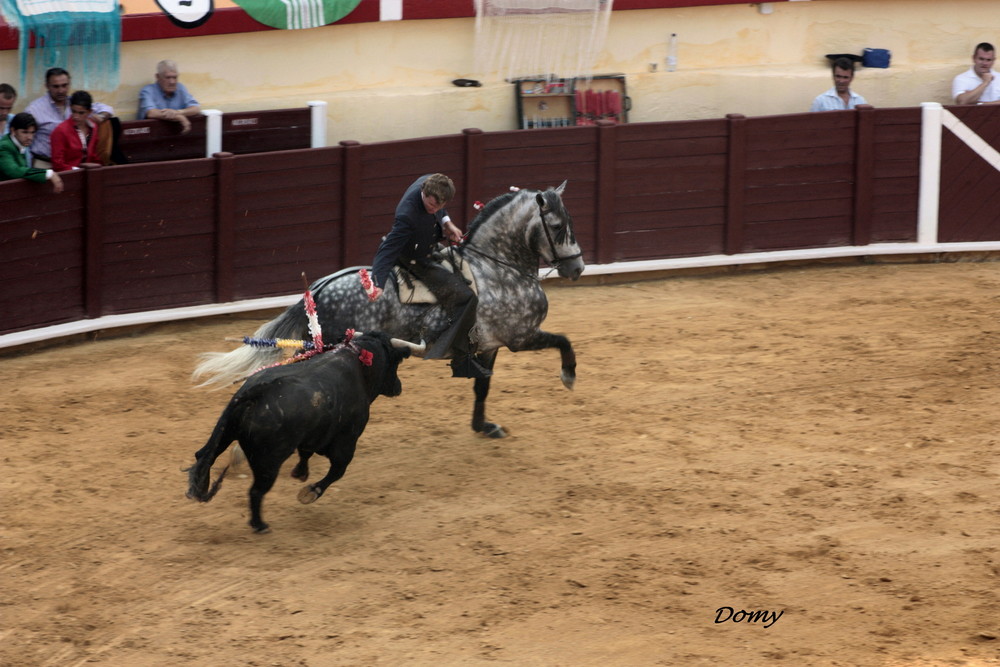 Metier ...Cheval Torero !!