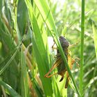 Metrioptera roeseli ...