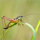 Metrioptera roeseli