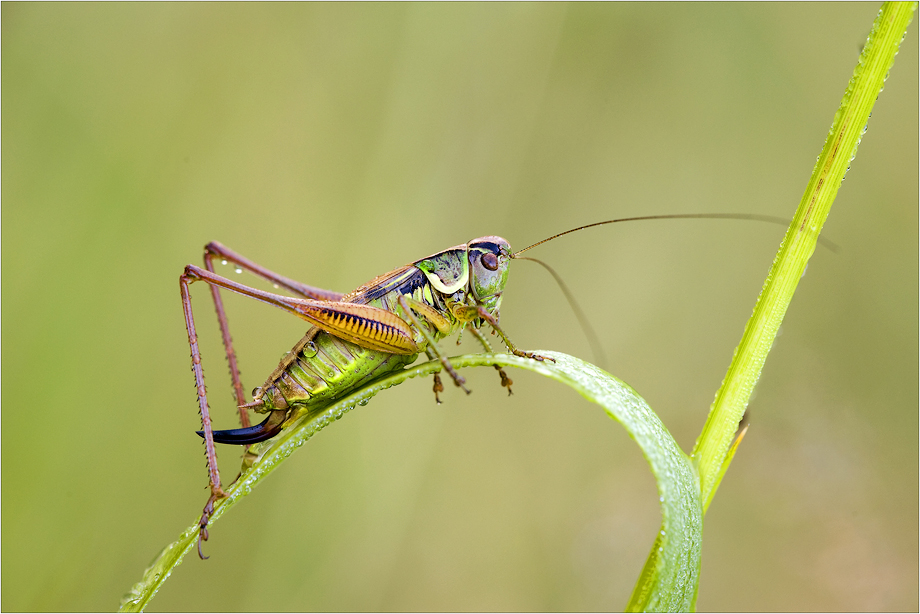 Metrioptera roeseli