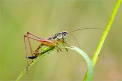 Metrioptera roeseli