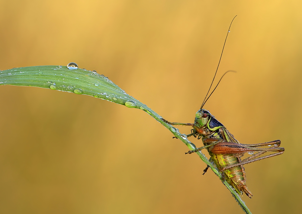 Metrioptera roeselii...