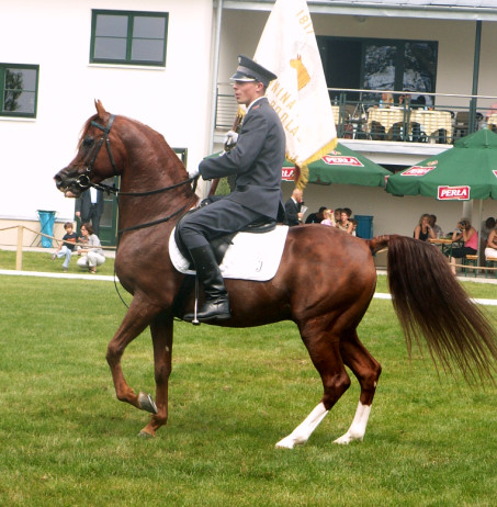 METROPOLIS NA (Consensus US-NDL Martinique US/ Muscat SU) bred by Nichols Arabians,USA