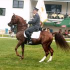 METROPOLIS NA (Consensus US-NDL Martinique US/ Muscat SU) bred by Nichols Arabians,USA