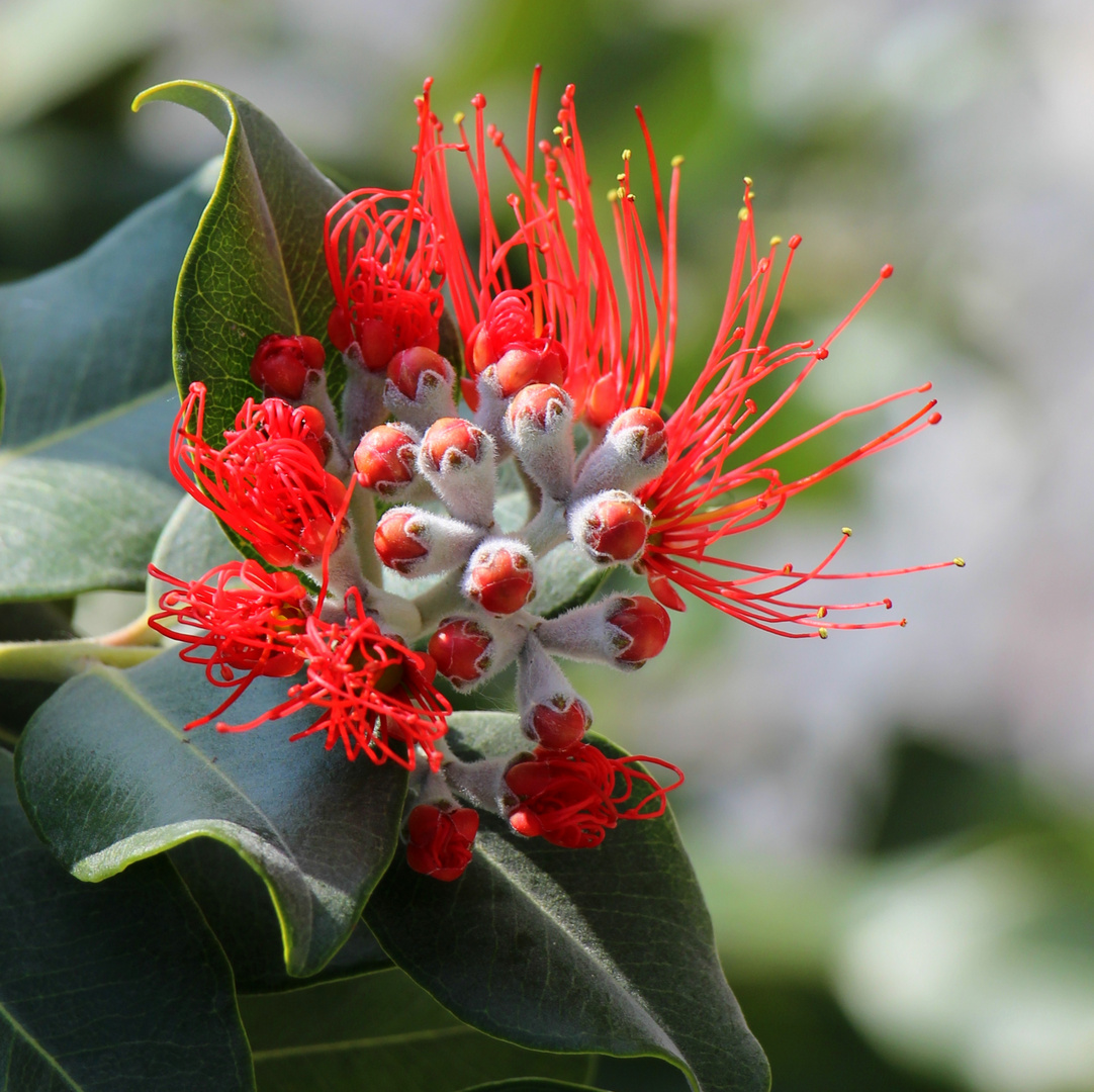 Metrosideros excelsa