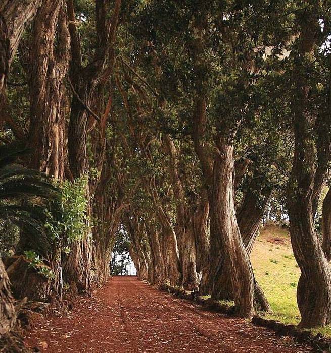 Metrosideros excelsa Allee zur Sudküste