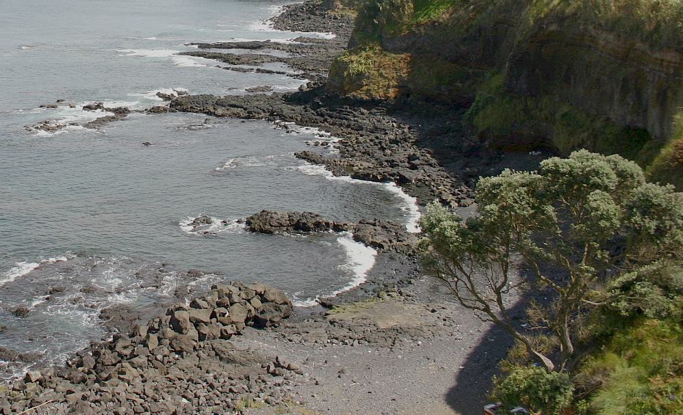 Metrosideros excelsa an  der Nordküste