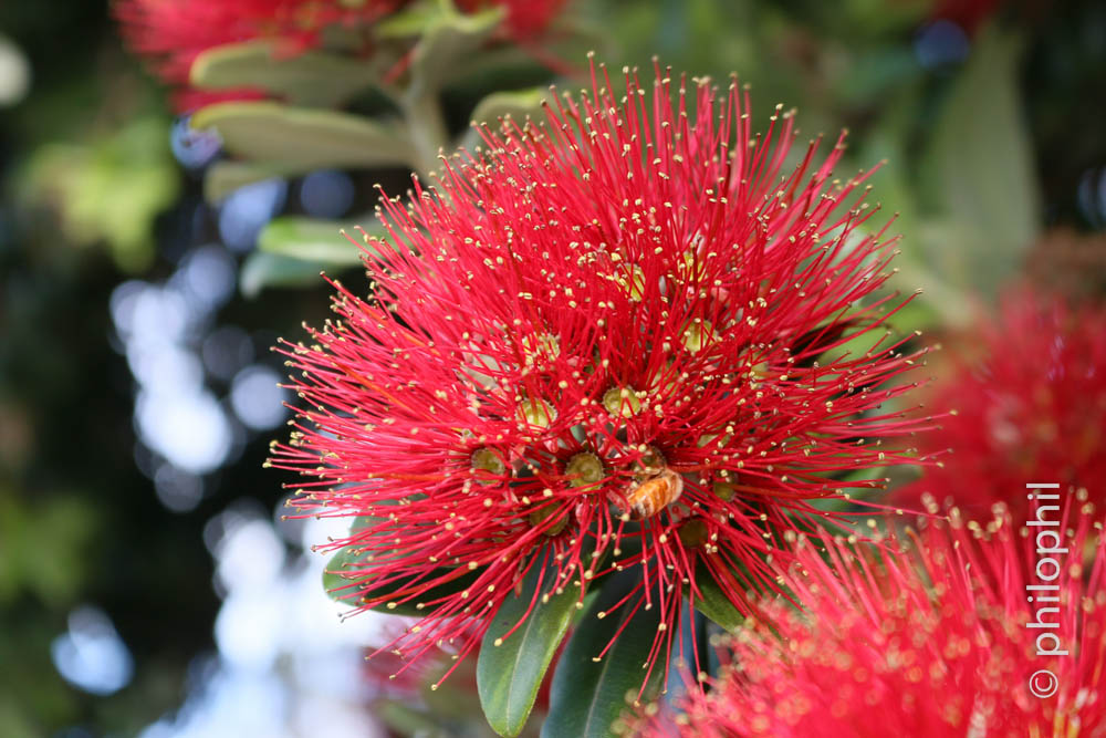 Metrosideros Excelsa / Christmas Tree (NZ)