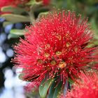 Metrosideros Excelsa / Christmas Tree (NZ)