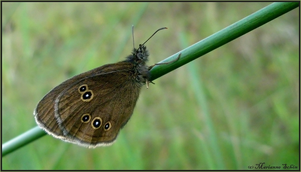 *Metterling*