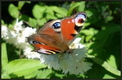 Metterling