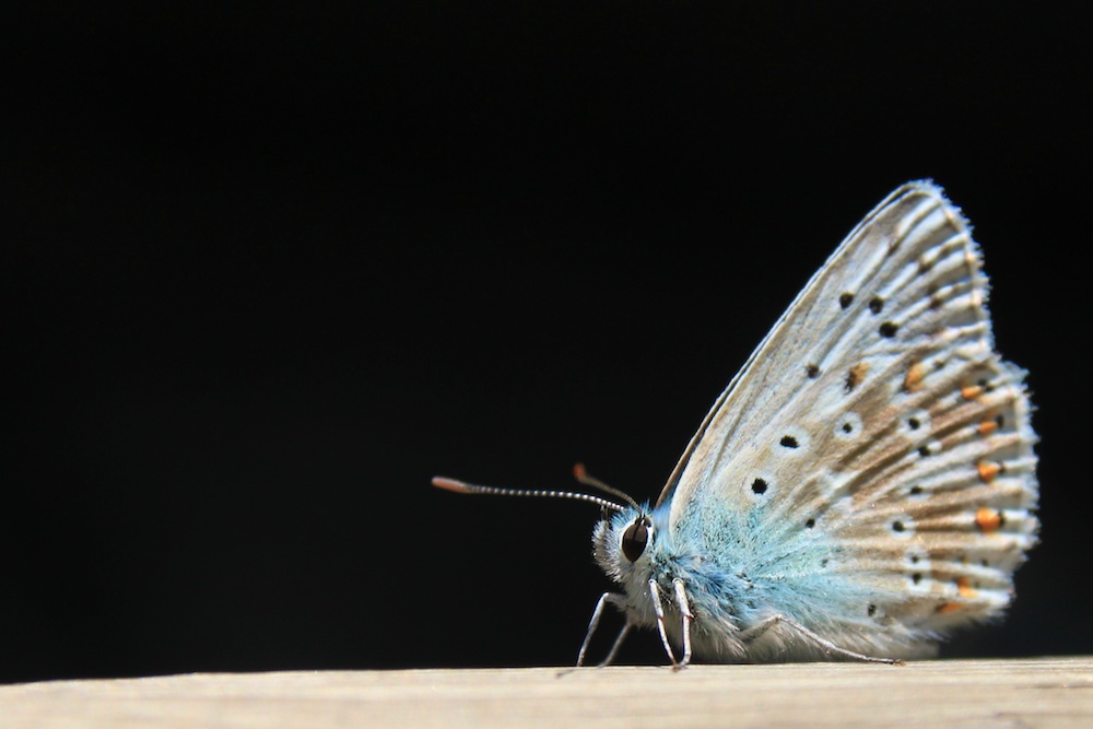 Metterling