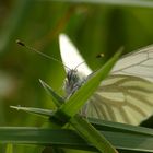 Metterling wie meine Tochter sagt