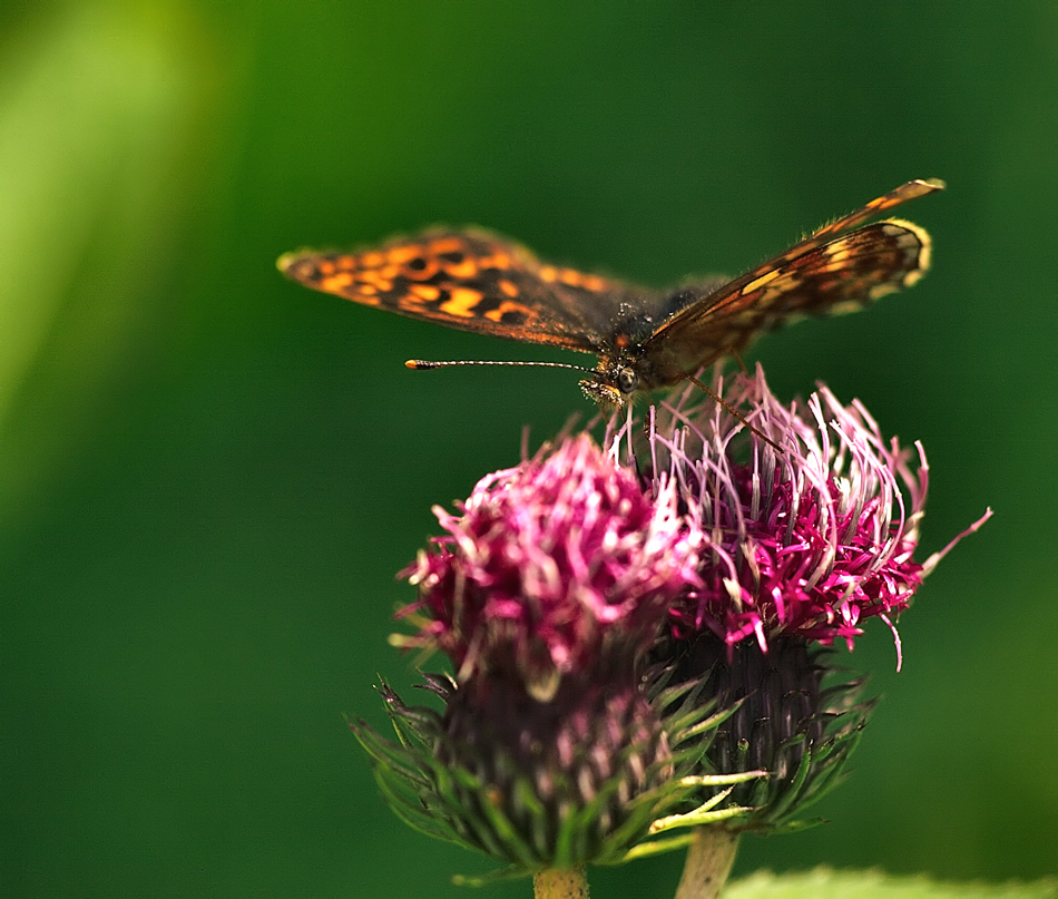 metterpling auf punter plume