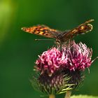 metterpling auf punter plume