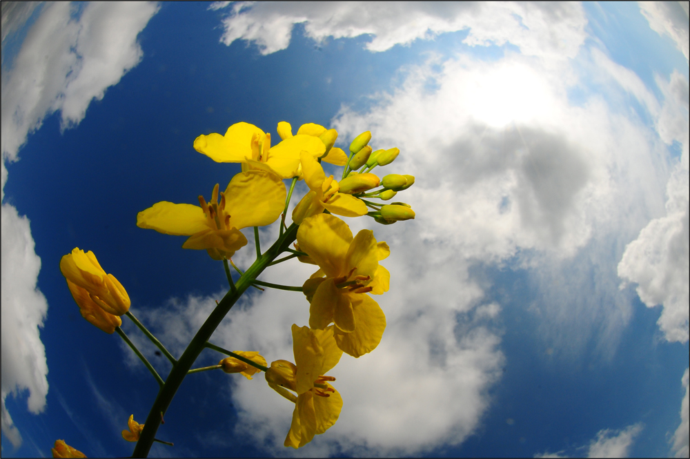 mettete dei fiori sui vostri cannoni....