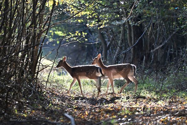 Mettez vous à l'abri la chasse est ouverte