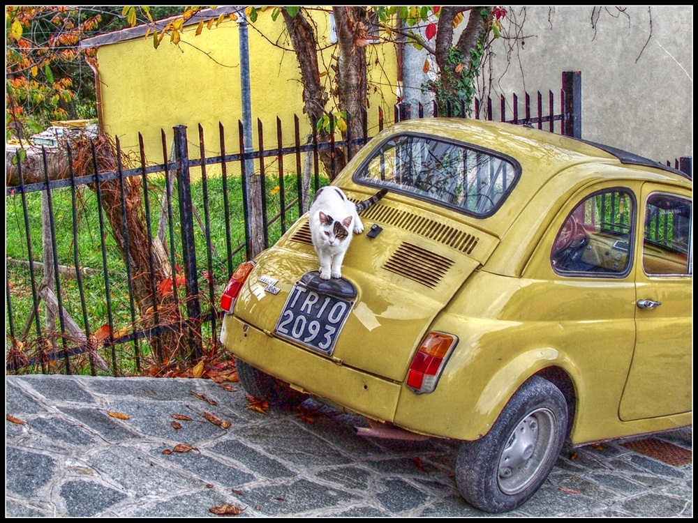 Metti un gatto nel motore...