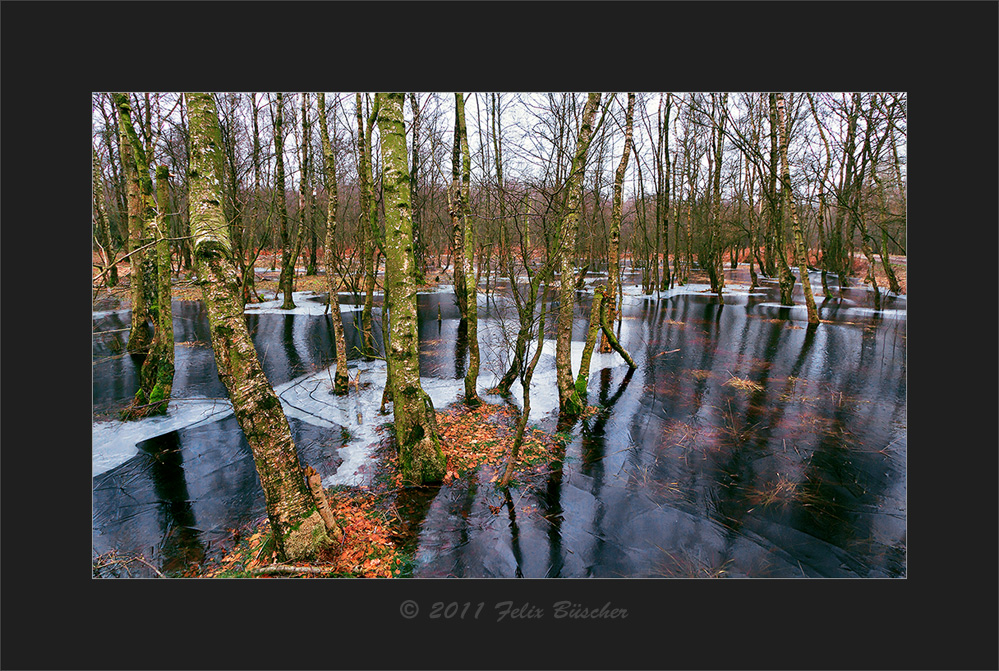 Mettinger Moor (2)