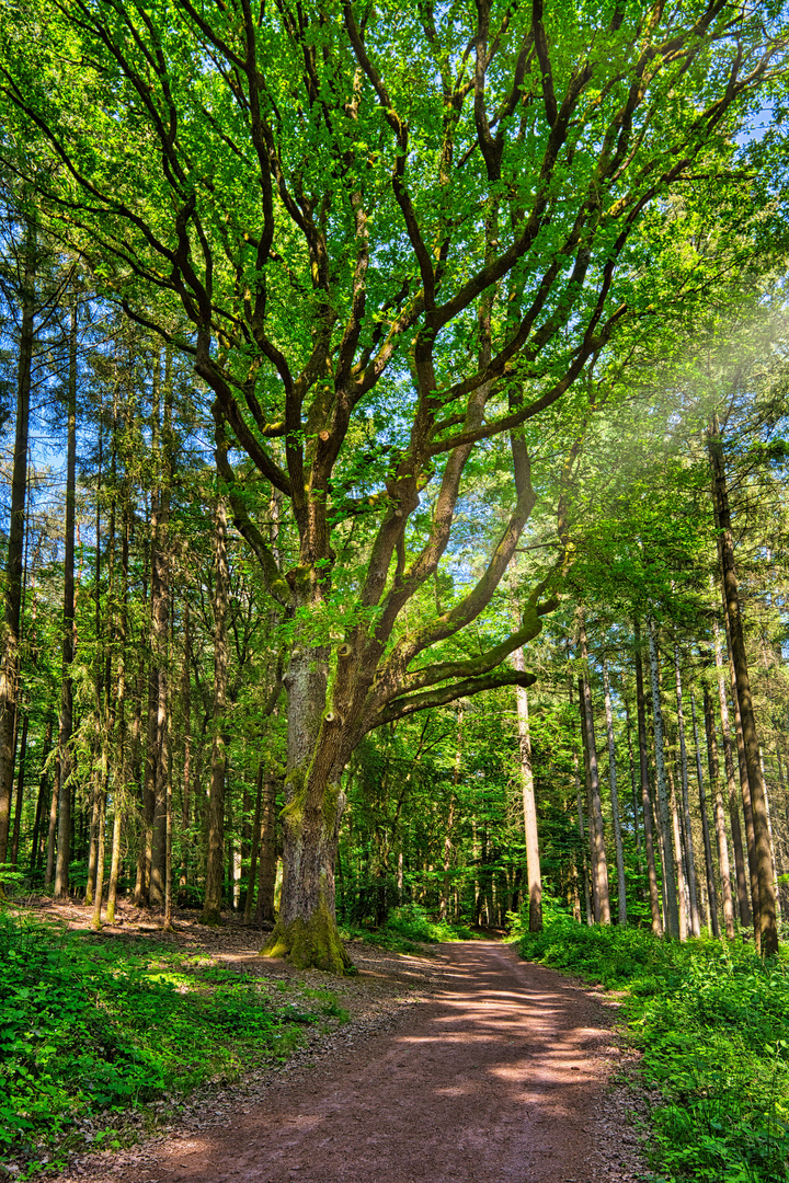 Mettlacher Wald