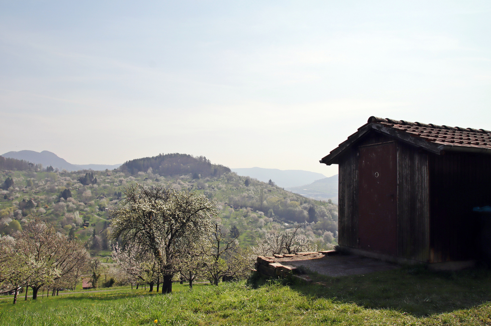 Metzingens Weinberg