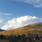 Metzinger - und Neuhäuser Weinberge in herbstlicher Färbung