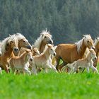 Meura - Austrieb der Stuten und Fohlen