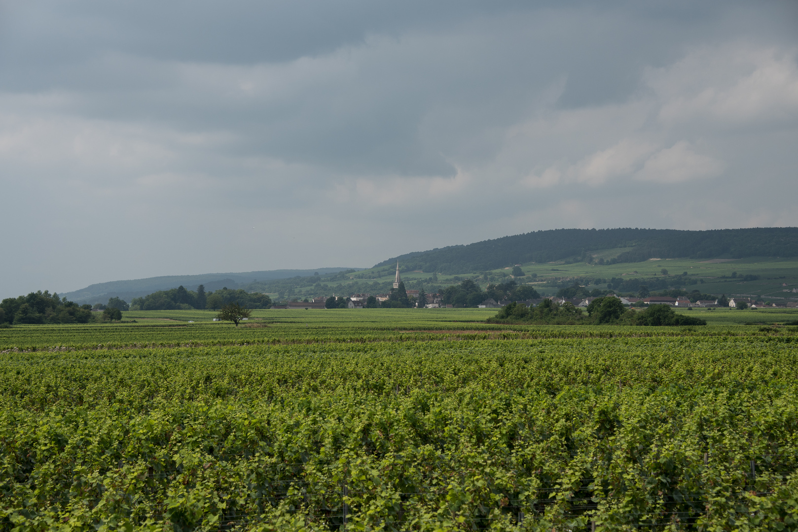 Meursault in der Bourgogne