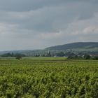 Meursault in der Bourgogne