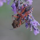 meurtre dans la lavande !!