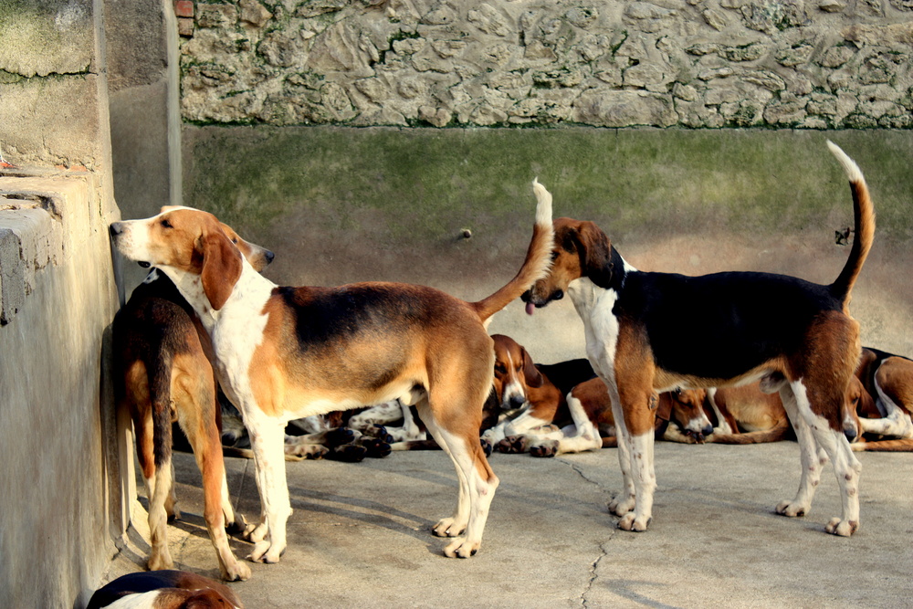 MEUTE DE CHASSE A COUR - CHEVERNY (41 )