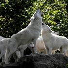 meute de loups sibériens au parc de St Croix