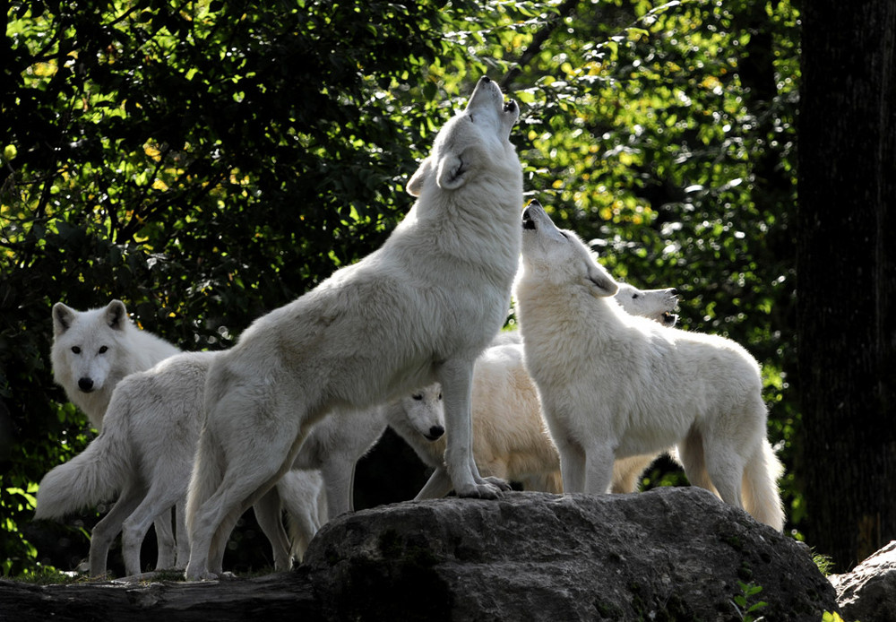 meute de loups sibériens au parc de St Croix