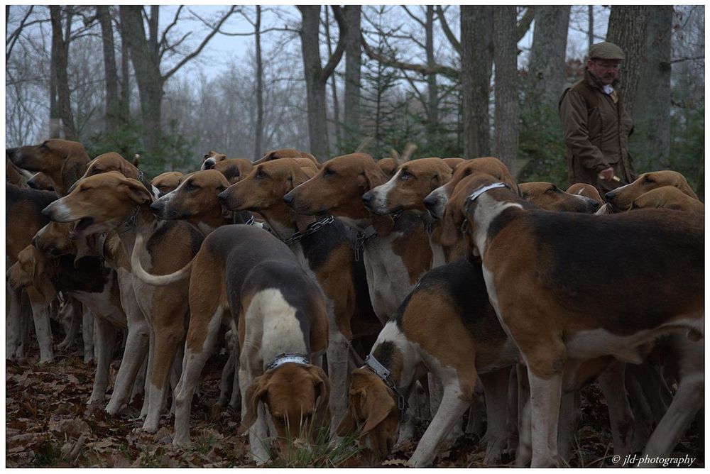 Meute de poitevins