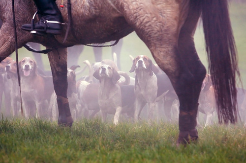 Meute im Nebel