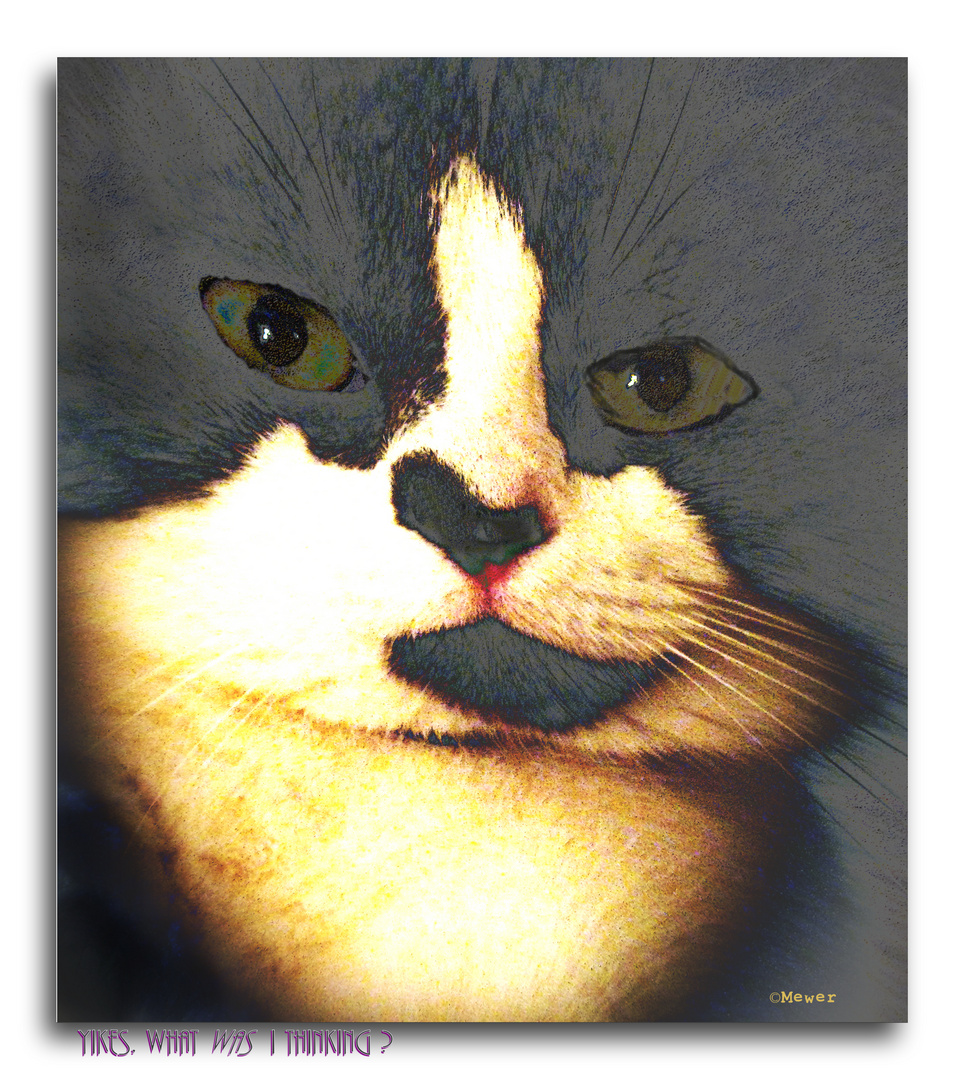 Mewer Self Portrait After Too Much Catnip