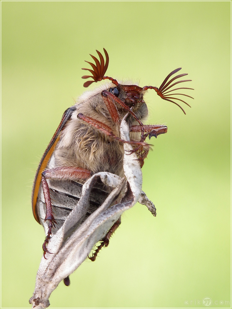 Mewlolontha hippocastani - Waldmaikäfer