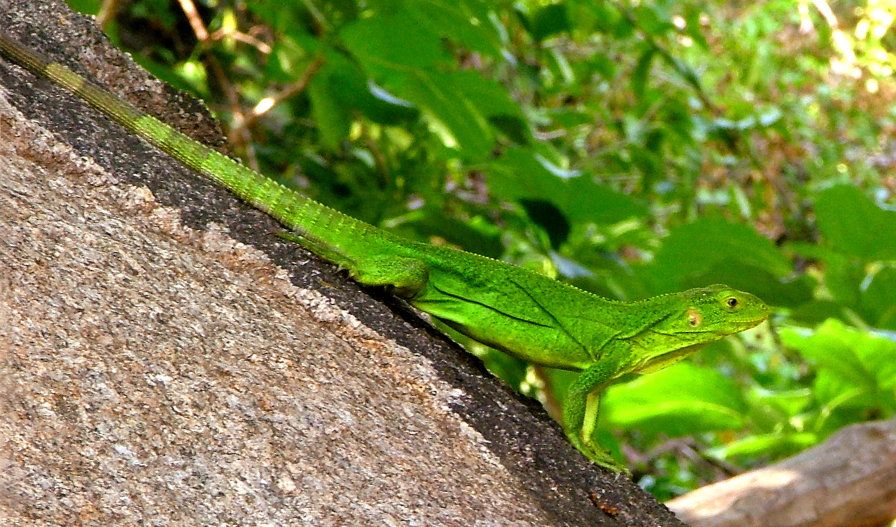 Mex Iguana 1