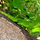 Mex Iguana 1