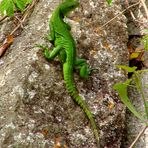 Mex Iguana 3