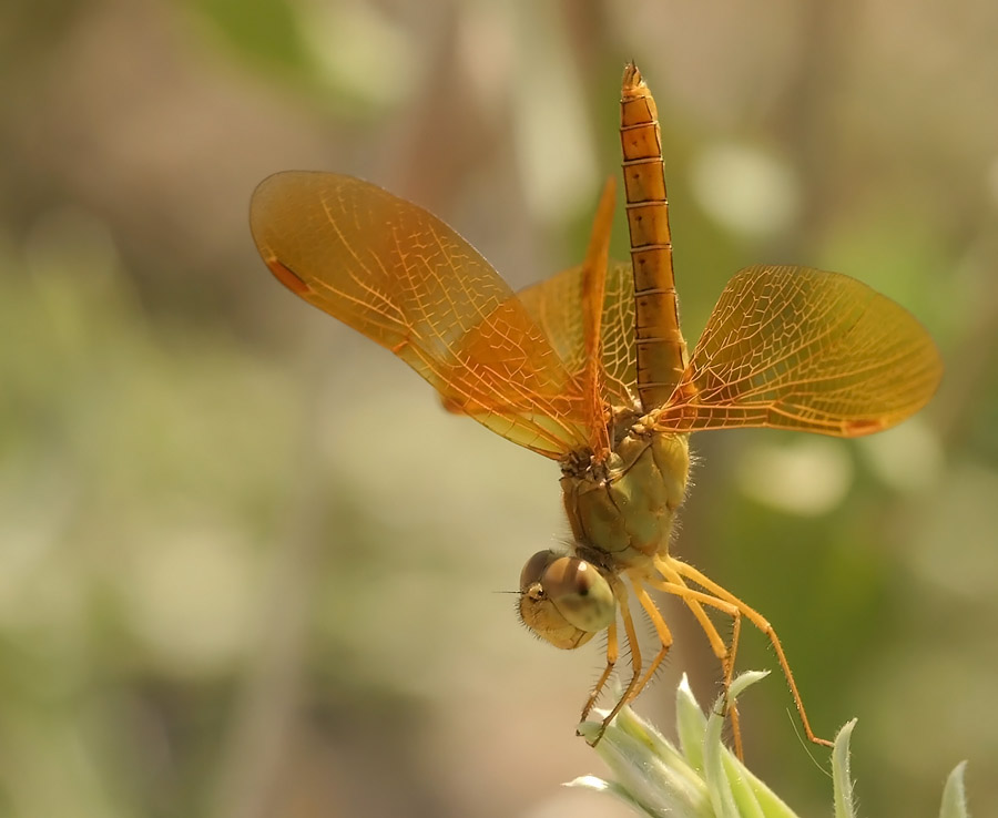 Mexican amberwing