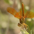 Mexican amberwing