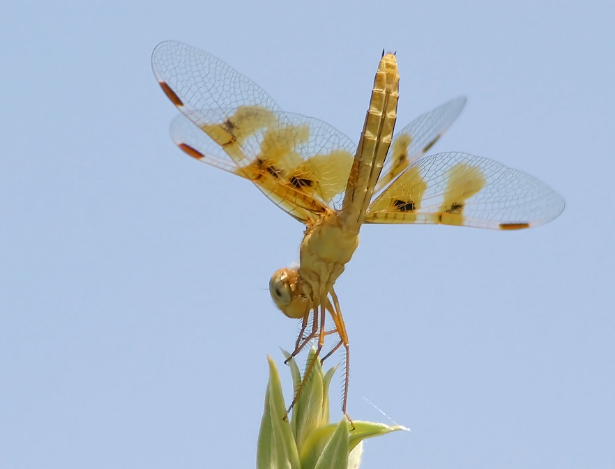 Mexican amberwing Weibchen