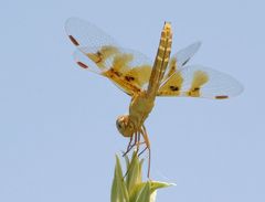 Mexican amberwing Weibchen