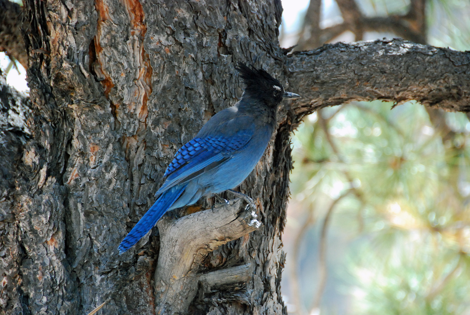 Mexican Blue Jay