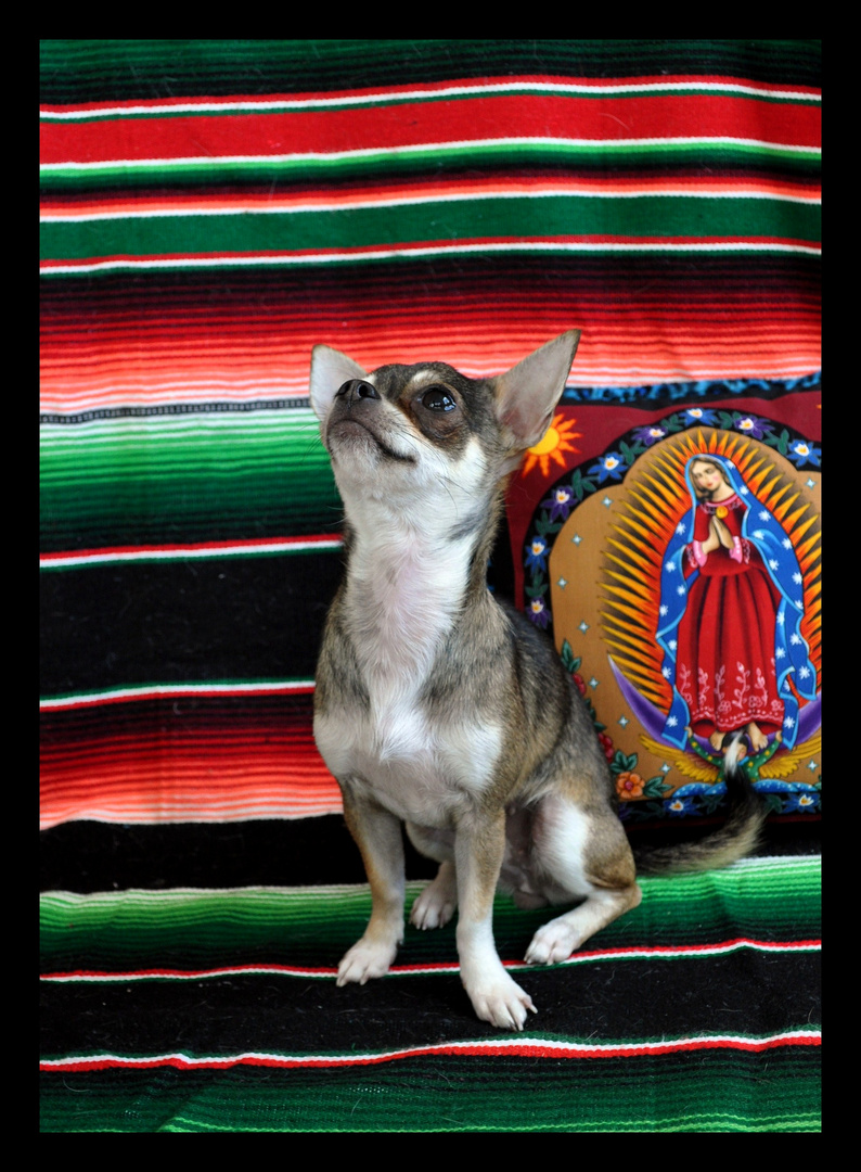 Mexican Chihuahua