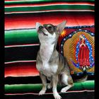 Mexican Chihuahua