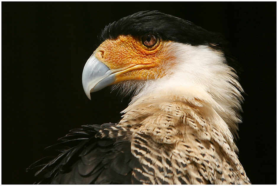 Mexican Eagle